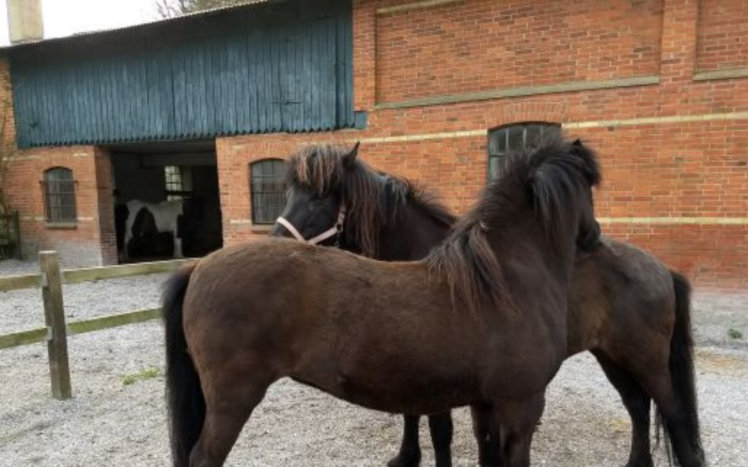 What Is There To Learn From Young Horses?