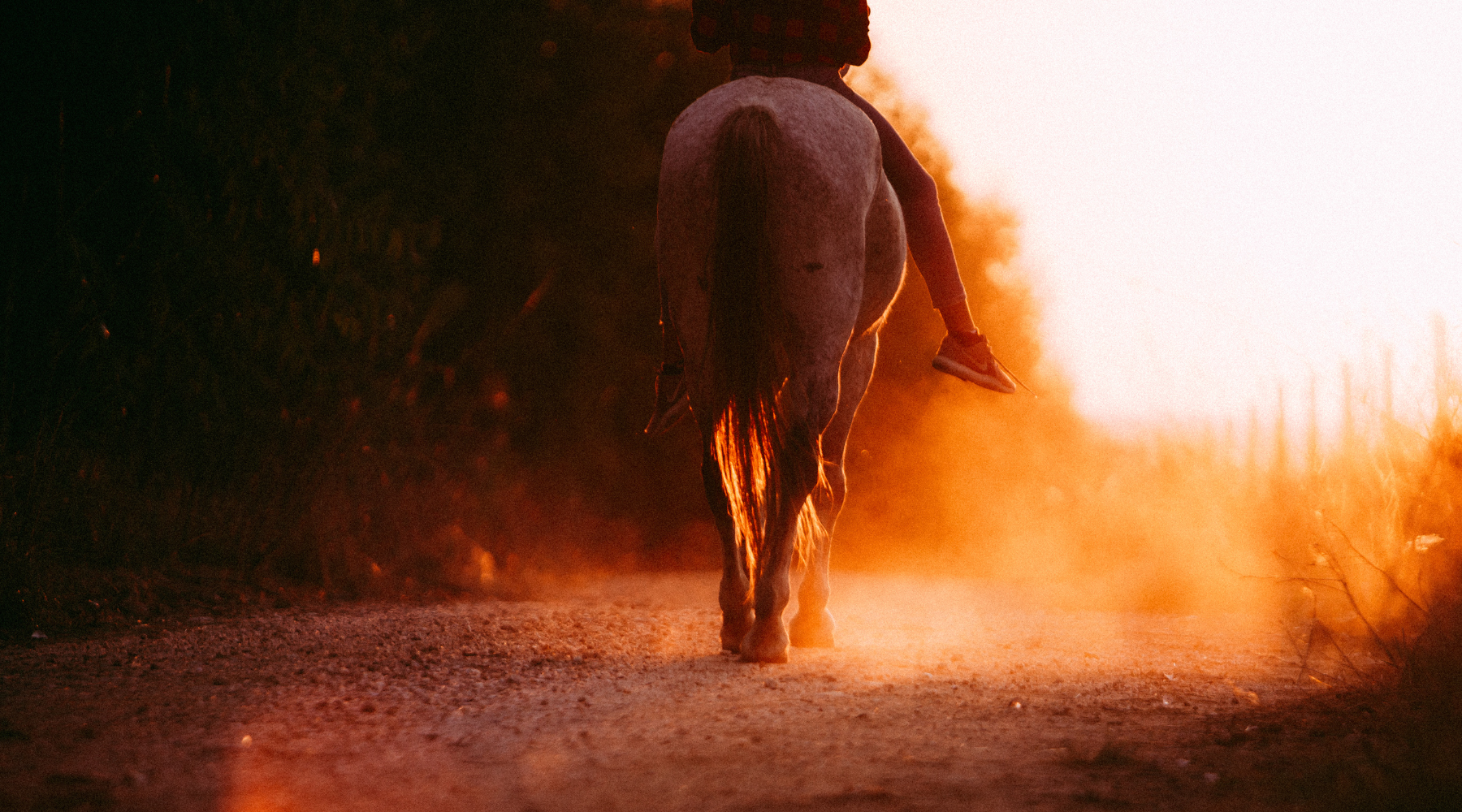 Feel The Horse’s Movement And Get Your Timing Right