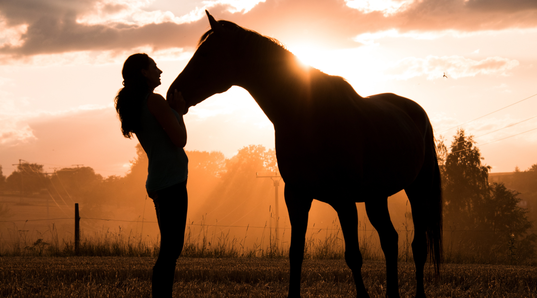Honoring My Mentors – #6 Of course – My Horses!